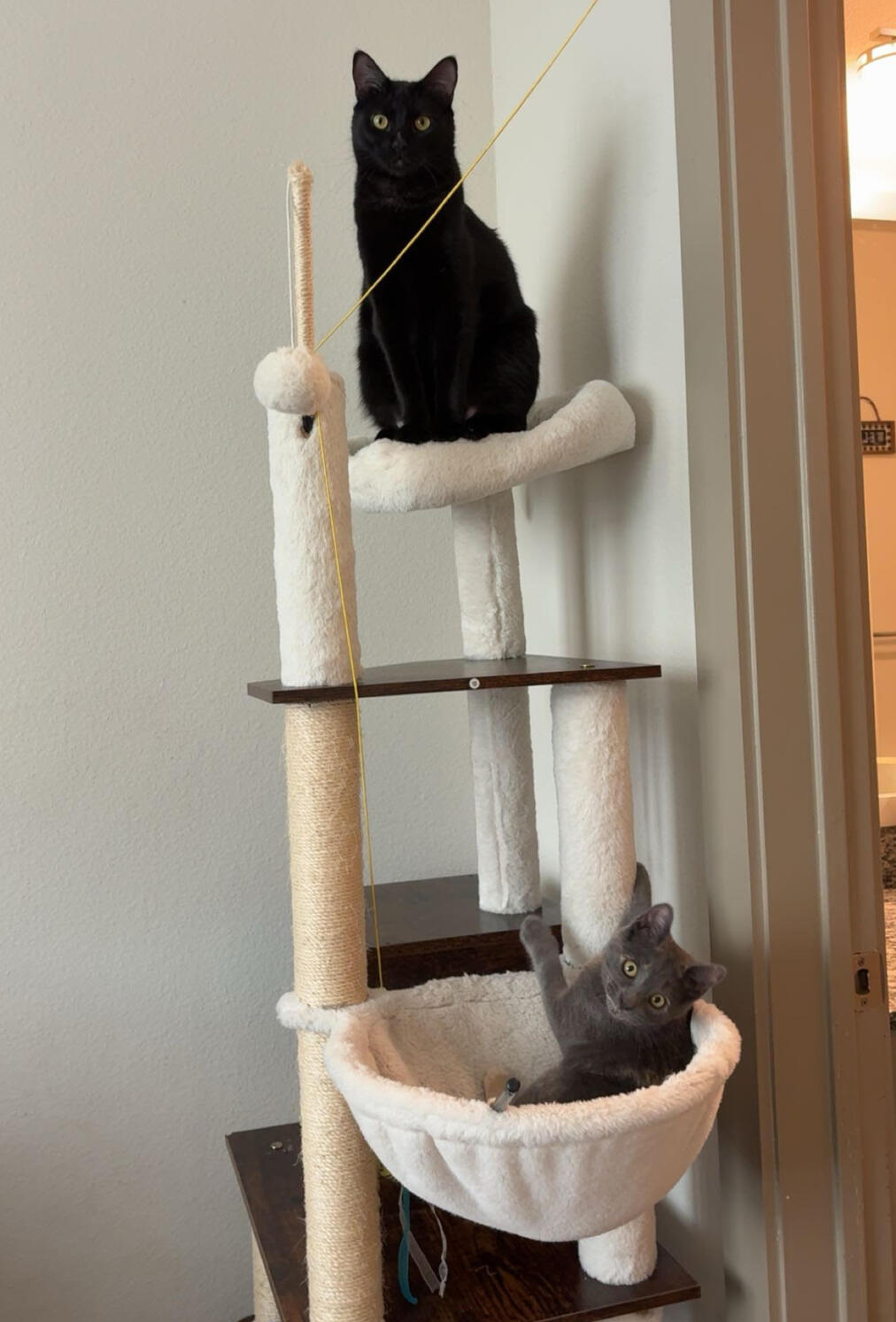 Reagan Bailey Dept of Insurance Regan's cats are sitting on a cat stand. A black cat is sitting on the top tier, and a grey cat is laying in a basket a couple of teirs below.